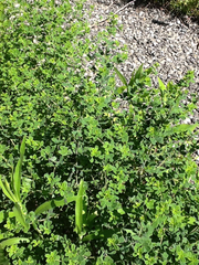 Baptisia tinctoria