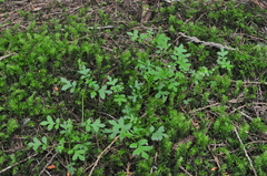 Nemophila