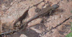 Tropidurus torquatus