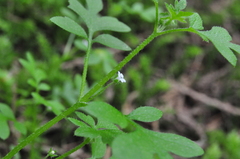 Nemophila
