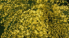 Cytisus × praecox