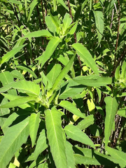 Monarda fistulosa