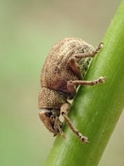 Strophosoma capitatum