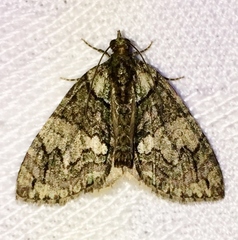Hydriomena transfigurata