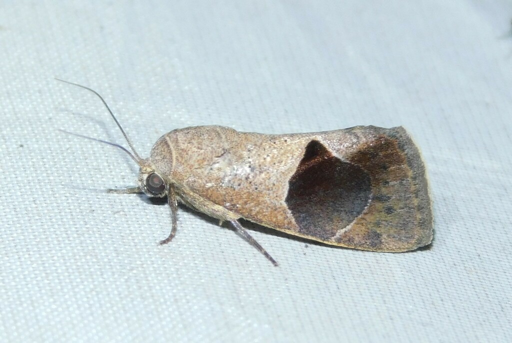Westermannia oediplaga