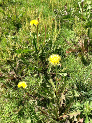 Taraxacum officinale