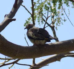 Columbina cruziana