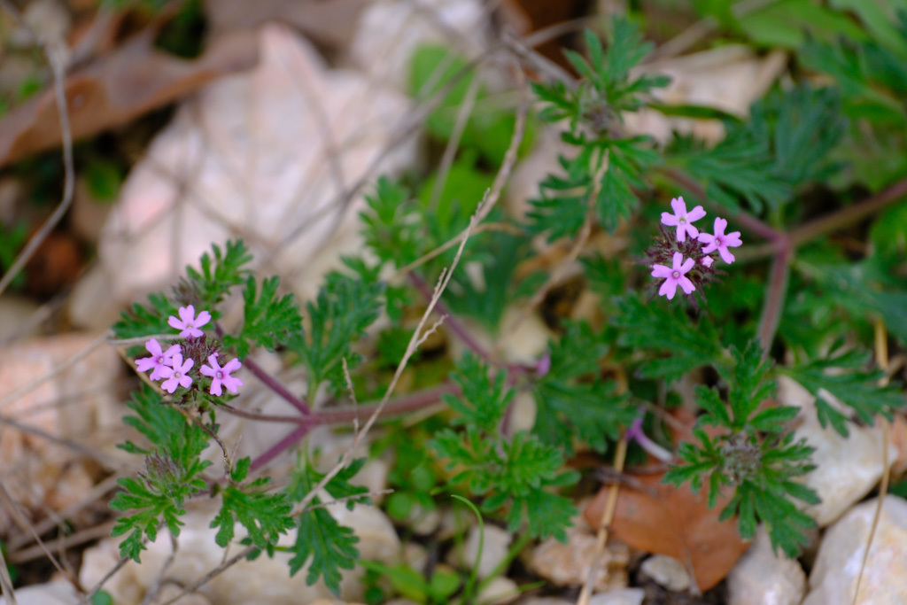 Dwarf Verbena from Bastrop County, TX, USA on February 15, 2024 at 10: ...