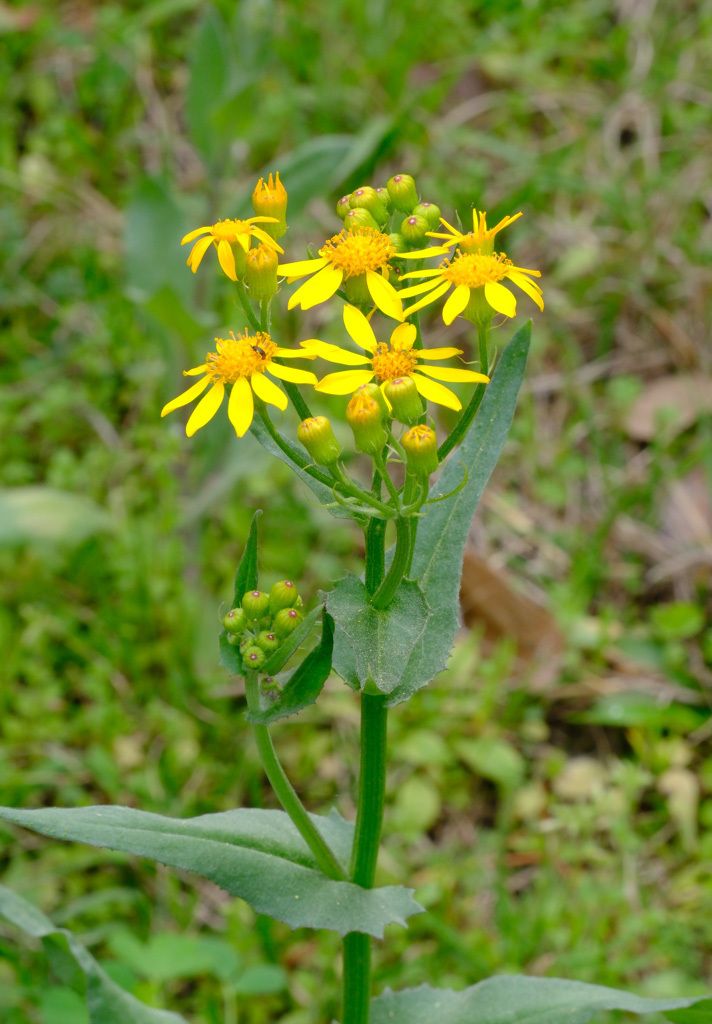 Texas ragwort from Bastrop County, TX, USA on March 7, 2024 at 08:57 AM ...