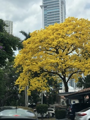 Handroanthus