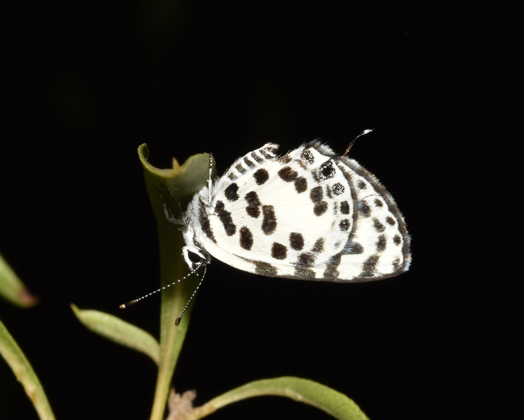 Tuxentius calice