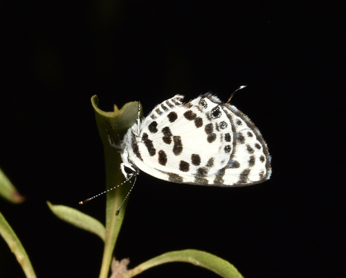 Tuxentius calice