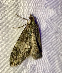 Hydriomena transfigurata
