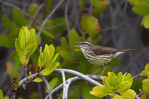 Northern Waterthrush, La Paz, B.C.S., México, photo 10 of 10
