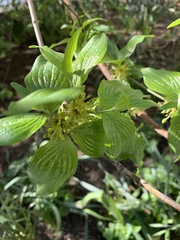 Cornus officinalis