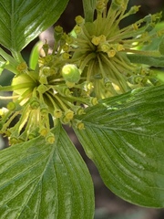 Cornus officinalis
