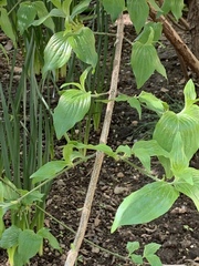 Cornus officinalis