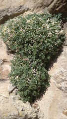 Sarcocapnos enneaphylla