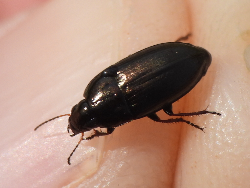 Sun Beetles From West Arlington Arlington Tx Usa On March