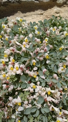 Sarcocapnos enneaphylla