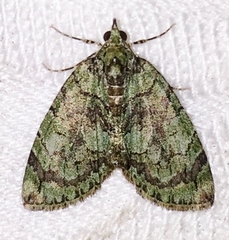 Hydriomena pluviata