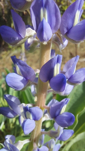 Image of Lupinus ocalensis by (c) Athena Philips, some rights reserved (CC BY)