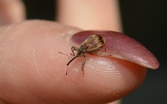 Anthonomus rectirostris