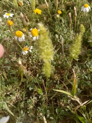 Image of Rostraria cristata