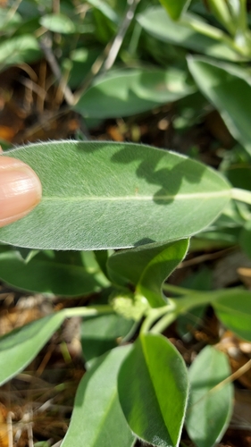 Image of Lupinus ocalensis by (c) Athena Philips, some rights reserved (CC BY)