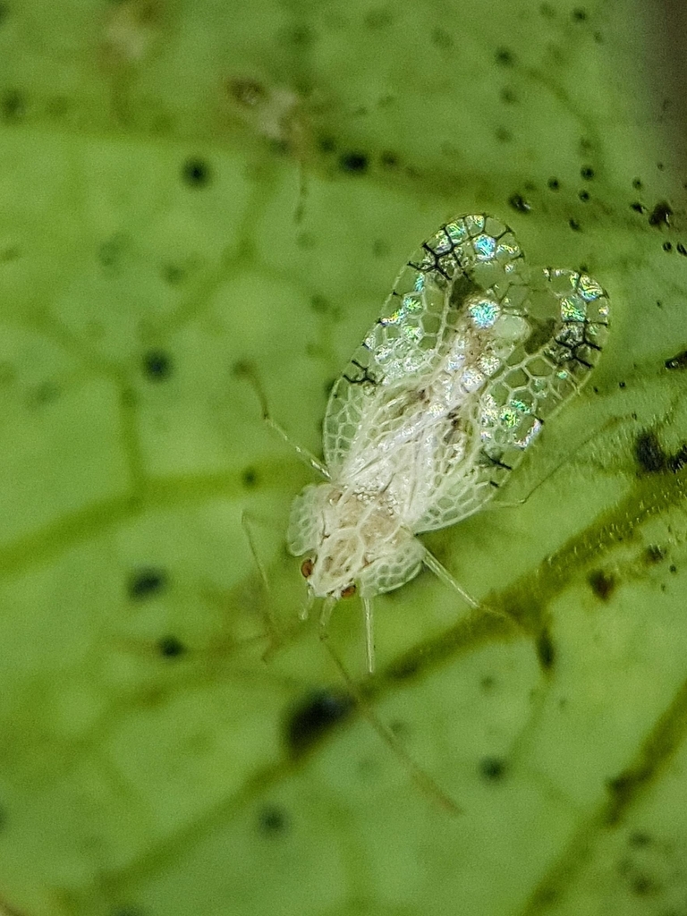 Stephanitis queenslandensis