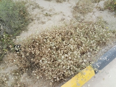 Lomelosia palaestina