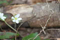 Hepatica americana