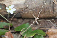 Hepatica americana