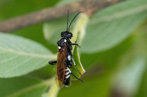 12-spot Strider, photo 2 of 10