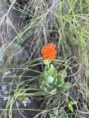 Kleinia galpinii