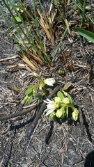 Deeringothamnus pulchellus