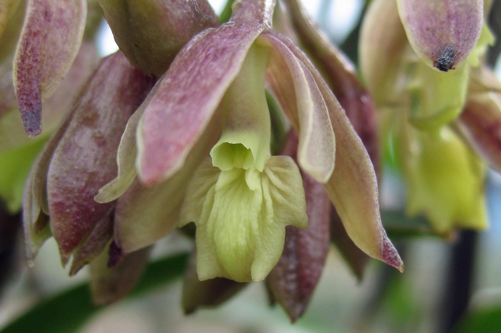 Epidendrum