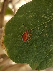 Agapophyta bipunctata