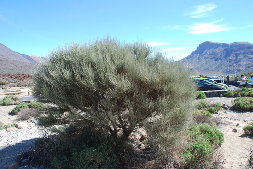Cytisus supranubius (Cytisus supranubius)