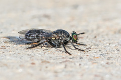 Atomosia melanopogon