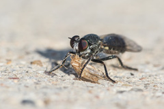 Atomosia melanopogon