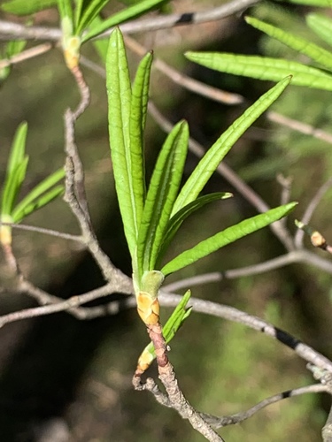 Rhododendron viscosum