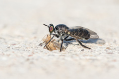 Atomosia melanopogon