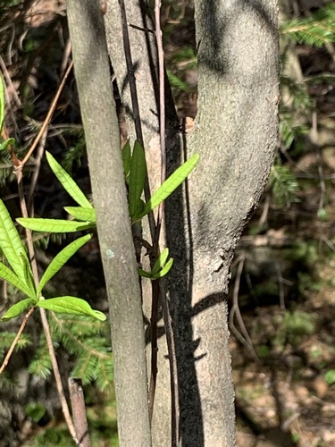 Rhododendron viscosum