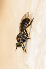 Atomosia melanopogon