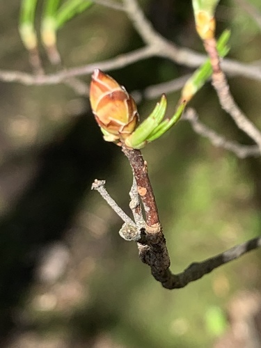 Rhododendron viscosum