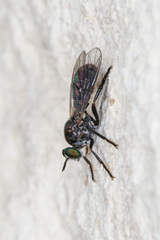 Atomosia melanopogon