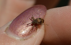 Anthonomus rectirostris