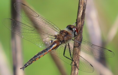 Sepia Baskettail photo 4