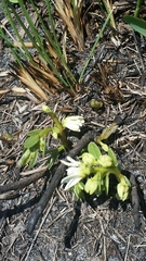 Deeringothamnus pulchellus